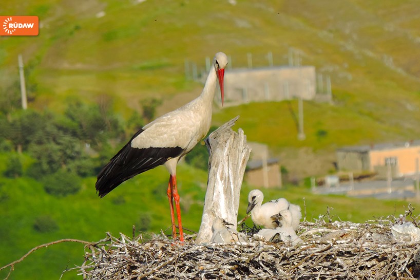 FOTO – Kürdistan’da ‘Leylek Şehri’