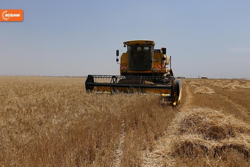 FOTO - Erbil’de hasat zamanı