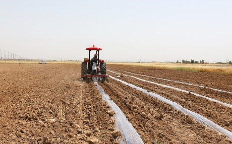 Patateste ihtiyaç fazlasına rağmen ithalat