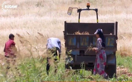 Kürt çiftçisi perişan