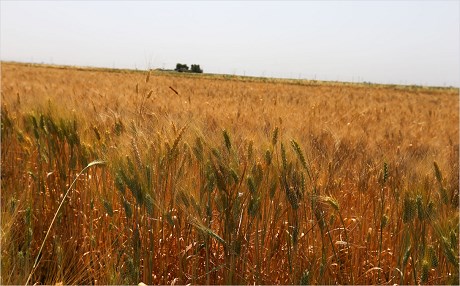 Kürdistan Bölgesi – Arpa üretiminde ciddi düşüş