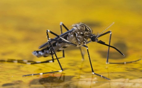 حاڵه‌تێكی دیكه‌ی زه‌رده‌تا له‌ كۆنگۆی دیموكرات تۆماركرا