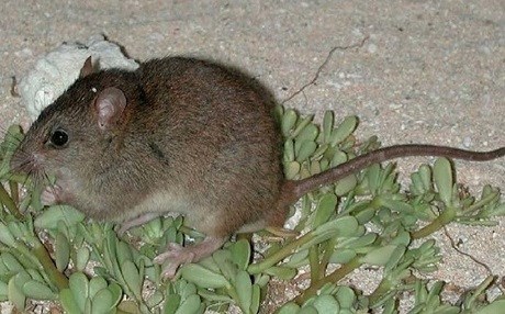 İklim değişikliği bir türü yoketti