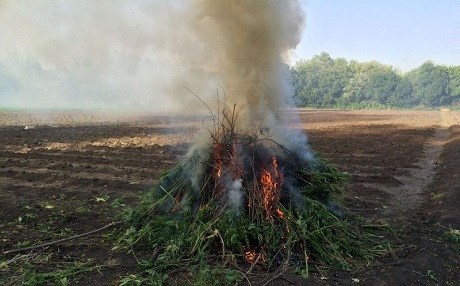 Hevsel bahçelerinde esrar