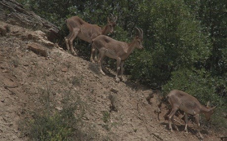DÊRSIM - Pezkovî daketin nav bajêr