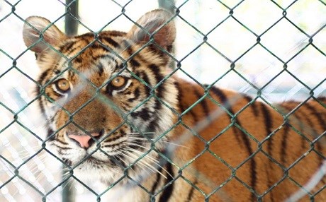 Kaplanlara yem olacak mülteci aranıyor!