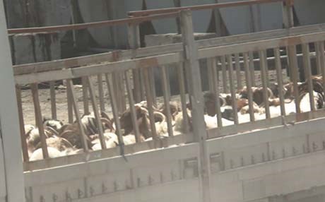 پێنج هەزار سەر مەڕ و بزن لە رۆژئاوای كوردستانەوە هاوردە كران