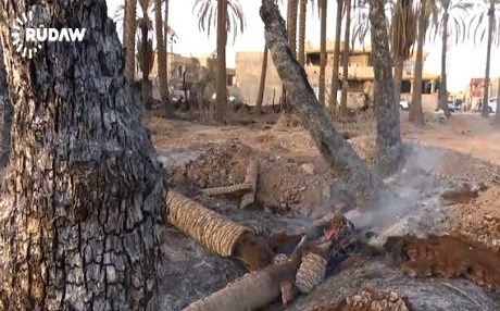 KÜRT KENTİ  - 7 bağ yanıp kül oldu