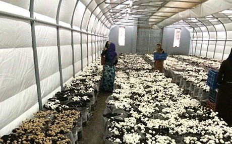 HEWLÊR - Salane çiqas kivark tê xwarin?