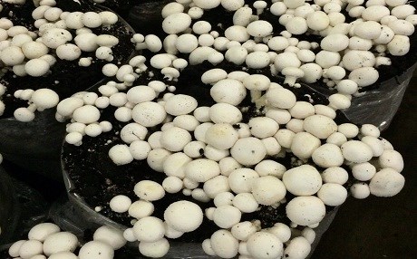 Kürdistan Bölgesi mantar tarlası