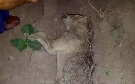 جووتیارێک گورگێک بە بێڵ دەکوژێت