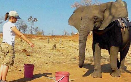 فیلەکان لە هێمای مرۆڤەکان تێدەگەن