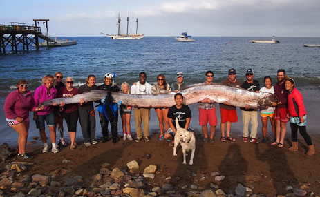 ماسییەكی دەگمەن دەدۆزرێتەوە