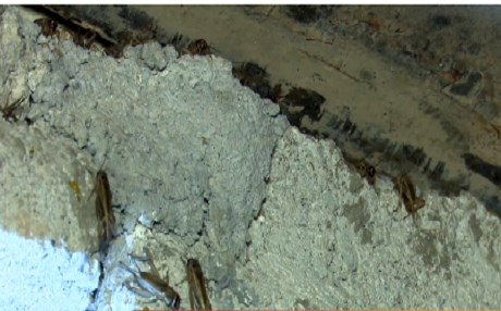 Savaş cephesinde çekirge istilası