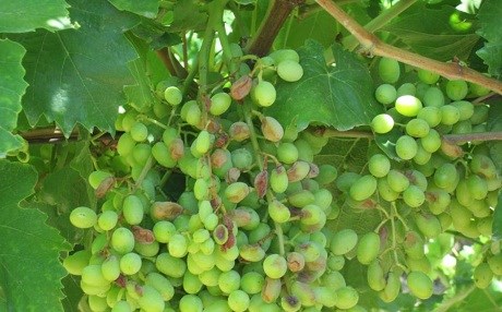 Li Amedê berhemên çandiniyê hişk dibin