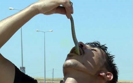 کوردێک بۆ ئەوەی ناوی بچێتە کتێبی گینس مار و دووپشک دەخوات