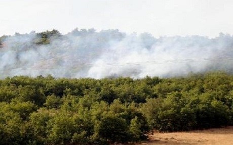 VÎDEO - Bax û baxçeyên Dêrsimê dişewitin