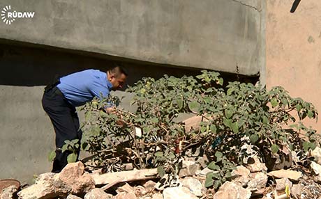 روه‌كێكی هۆشبه‌ر به‌خۆرسكی له‌ چۆمان ده‌ڕوێت