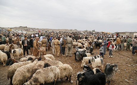 قەیرانی دارایی، سامانی ئاژەڵ دەبووژێنێتەوە