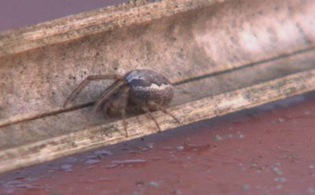 هێرشی جاڵجاڵۆکە قوتابخانەیەک دادەخات