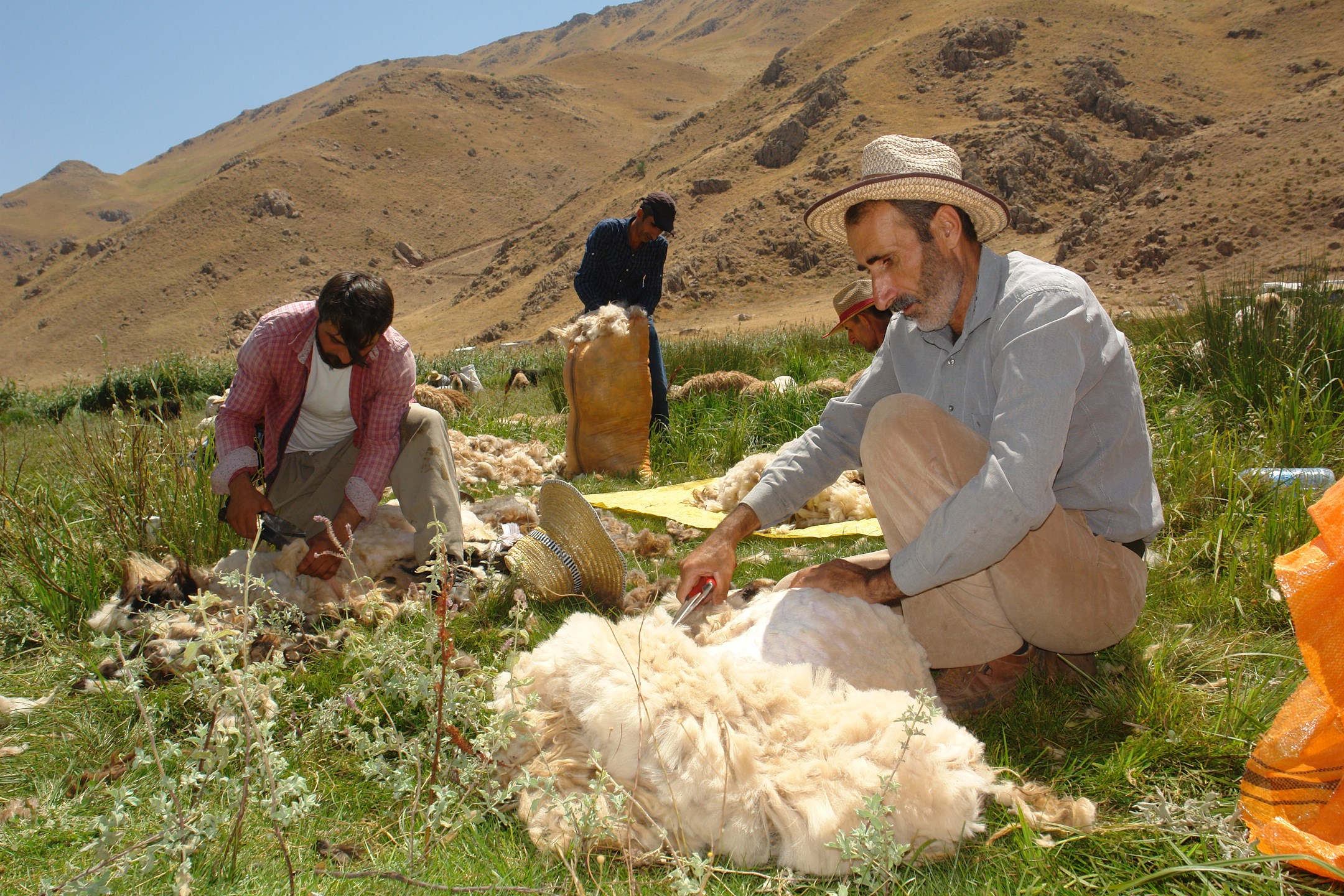 FOTO – Yüksekova’da koyun kırkma şenliği