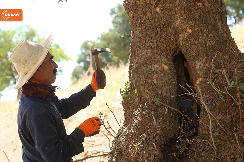 FOTO - Rojhılat’ta sakız geleneği...