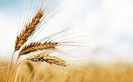 METIRSÎ  - Zeviyên genimî dê beyar bin!