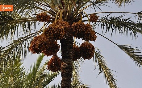 FOTO - Kürdistan’da 60 tür hurma...