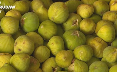 هەنجیری سەرتەک رکابەری هەنجیری ئاکرێ دەکات