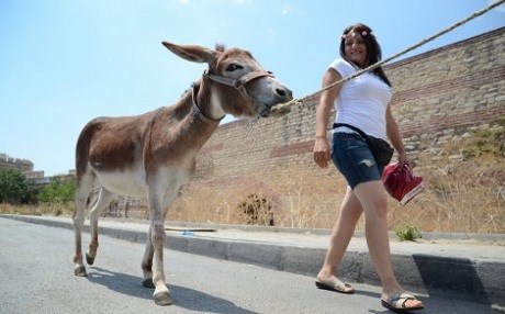 SON YASAK - Eşekler sınırı geçemeyecek!