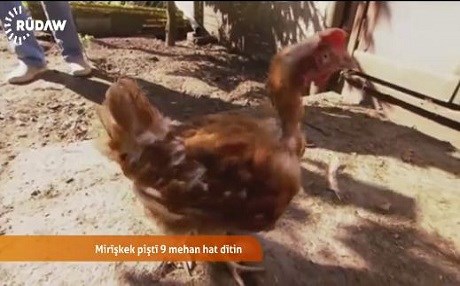 Mirîşkeka windabûyî piştî 9 mehan vegeriya mala xwediyê xwe