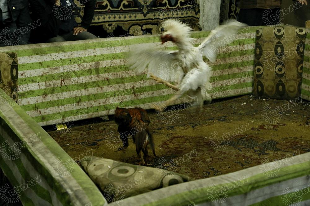 Bi Wêne: Şerê Dîkan li Kurdistanê