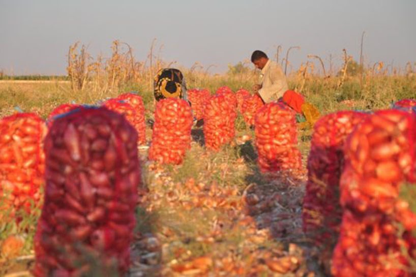 بەرهەمی پیاز لە رۆژئاوای کوردستان کەمی کردووە