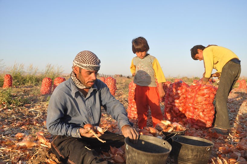 FOTO/ROJAVA – Soğan hasadında düşüş