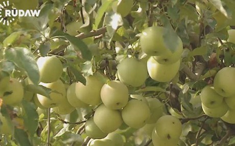 Kürdistan'a 150 bin ton elma