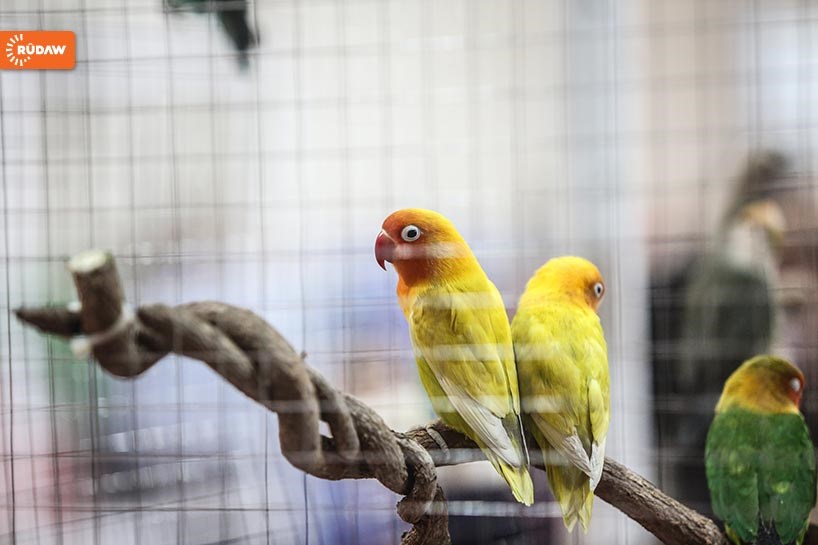 WÊNE – Li Silêmaniyê festîvala çûk û teyran