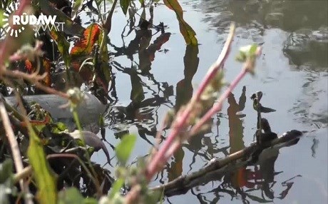 Li Rojavayê Kurdistanê avdan ji Çemê Ceqceq qedexe ye