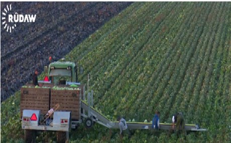 Kürt çiftçiler Hollanda’da