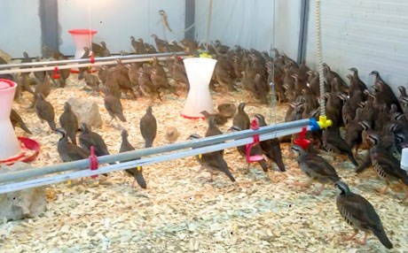 HEWLÊR - Bi vê projeyê dê kew 100 hêkan bikin