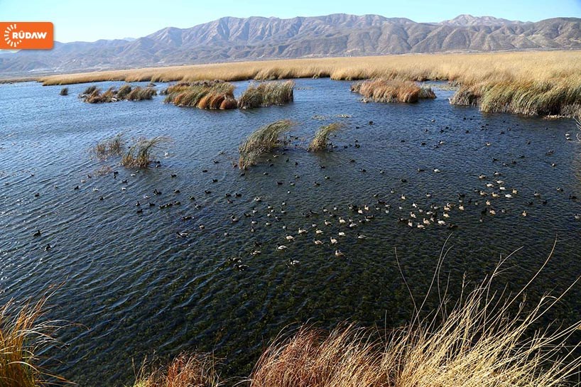 کۆچی باڵندە کۆچەرەکان بۆ دەریاچەی زرێبار