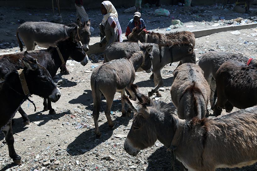 WÊNE - Li vî welatî ker pir in