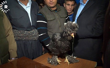 VİDEO - En güzel Kürt tavuğu seçildi