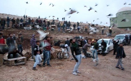 URFA - Gökyüzünde güvercin savaşı
