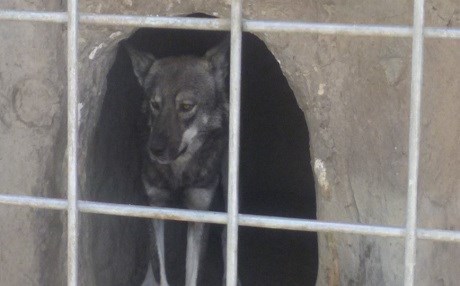 SORAN – Büyük yangında kundaklama şüphesi!