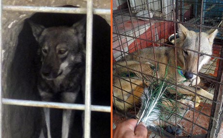 گورگە بۆر و رەشەكەی سۆران بوونە خەڵووز