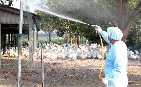 Kuş gribi kabusu: 26 bin itlaf!