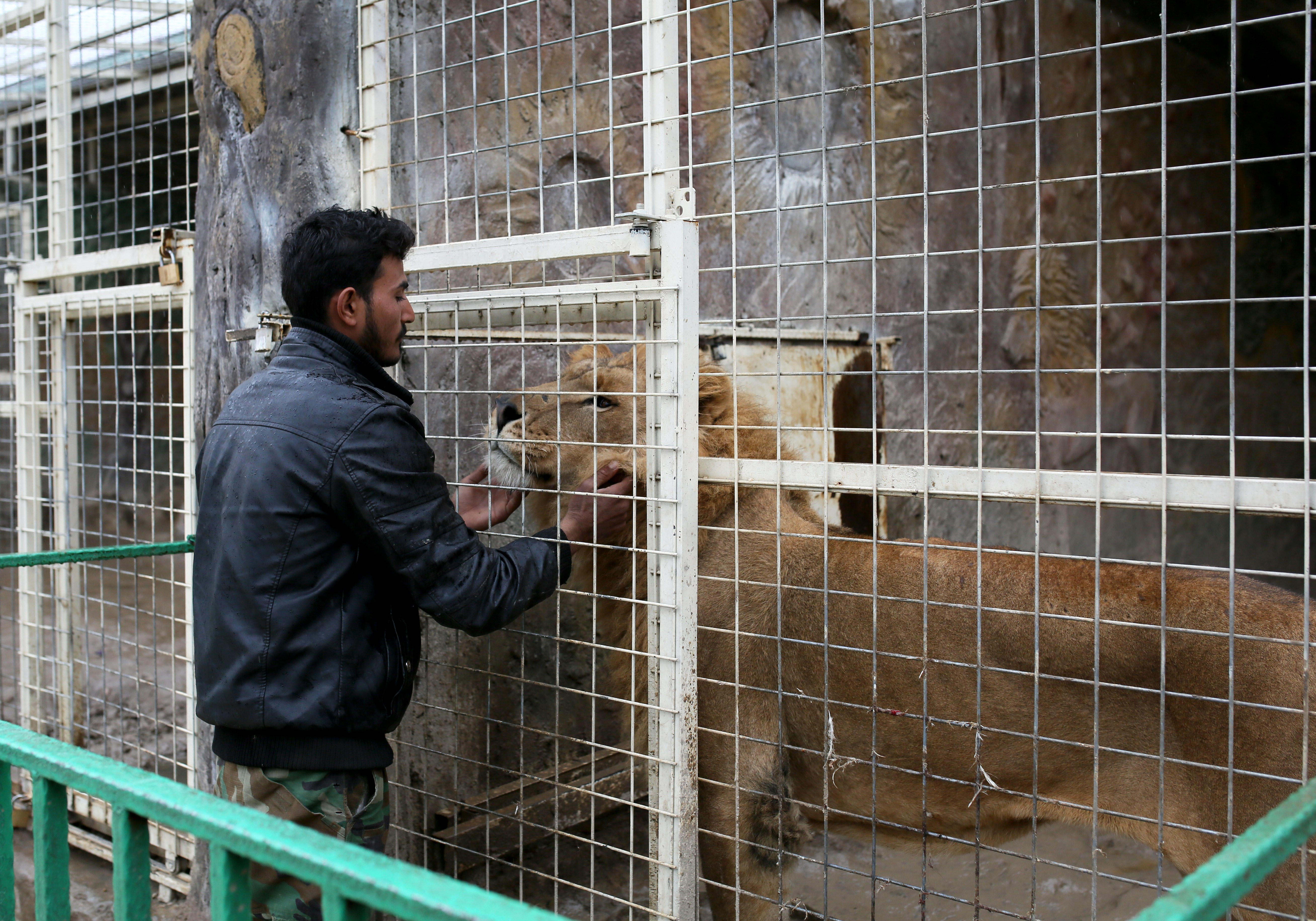 Fotoğraflarla Erbil hayvanat bahçesi