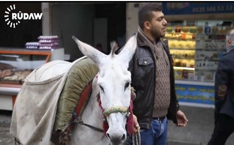 Ker li Mêrdîna kevin wekî zêr e