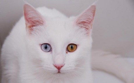 Van kedileri için özel otel