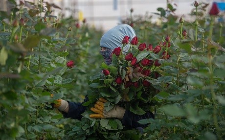 Urfa’da ‘Sevgililer Günü’ heyecanı